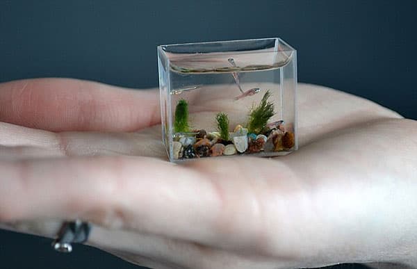 smallest aquarium
