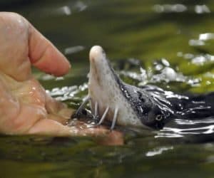 sturgeon