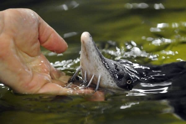 sturgeon