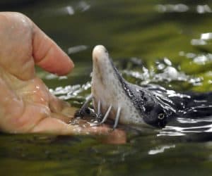 caviar factory