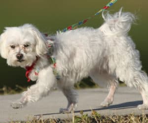 Trouble the Dog