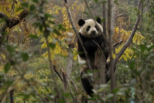 A panda climbs a tree