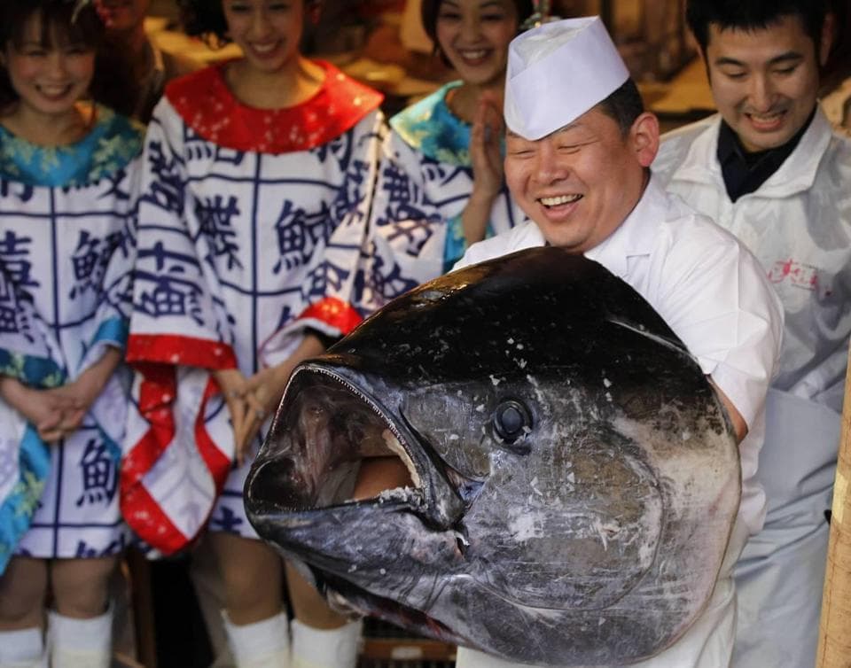 bluefin tuna