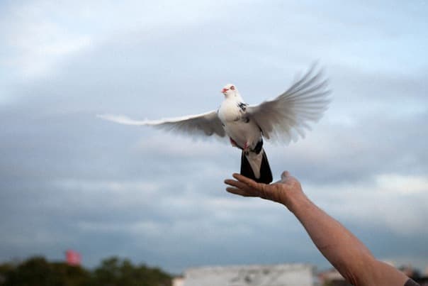 Pigeon