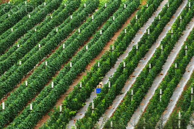 vineyard Yunnan province