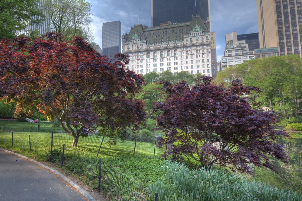 New York Plaza Hotel