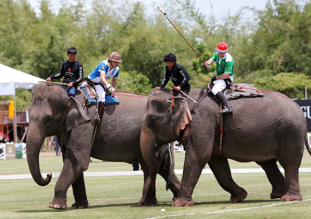 thailand elephant polo