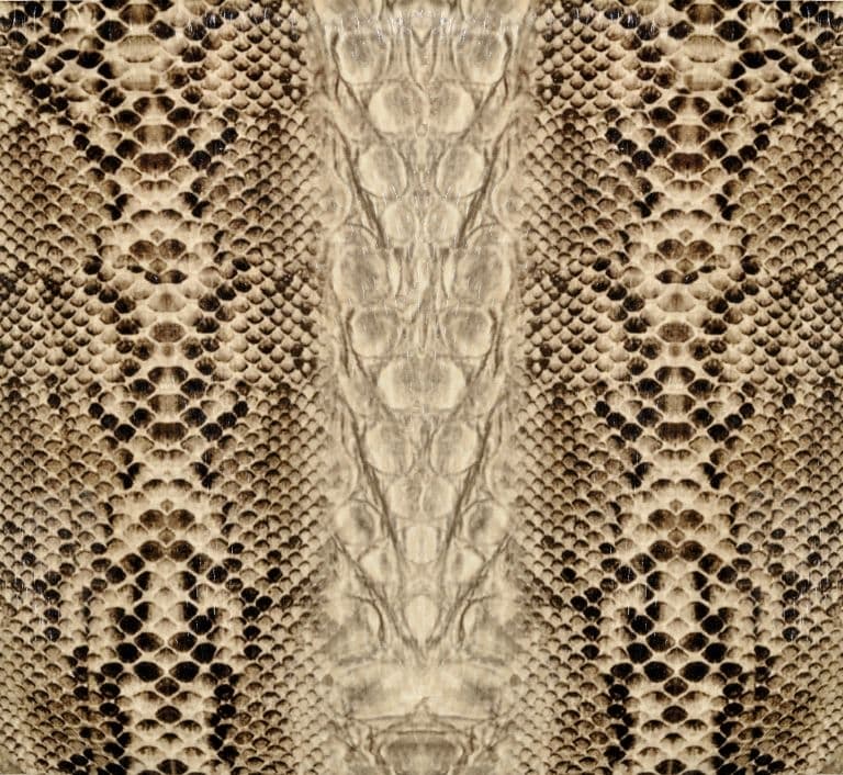 snake skin