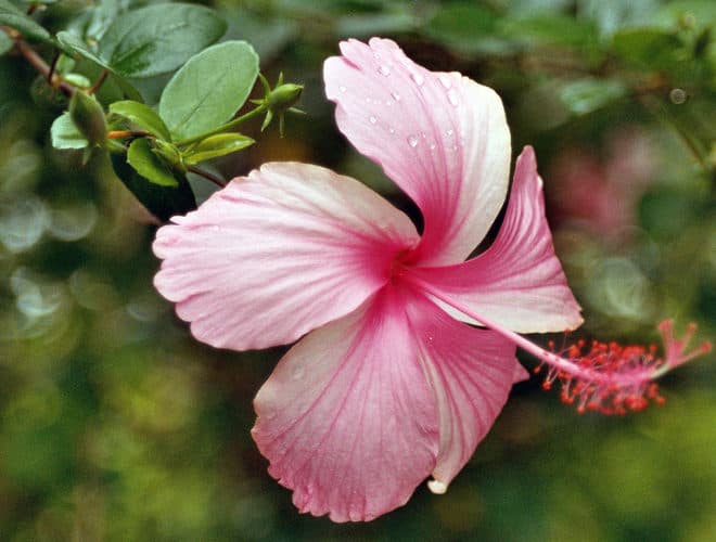 hibiskus