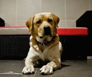 dog hotel