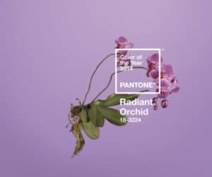Pantone Radiant Orchid