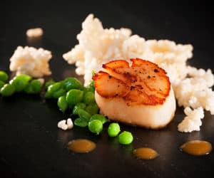 bo innovation scallop