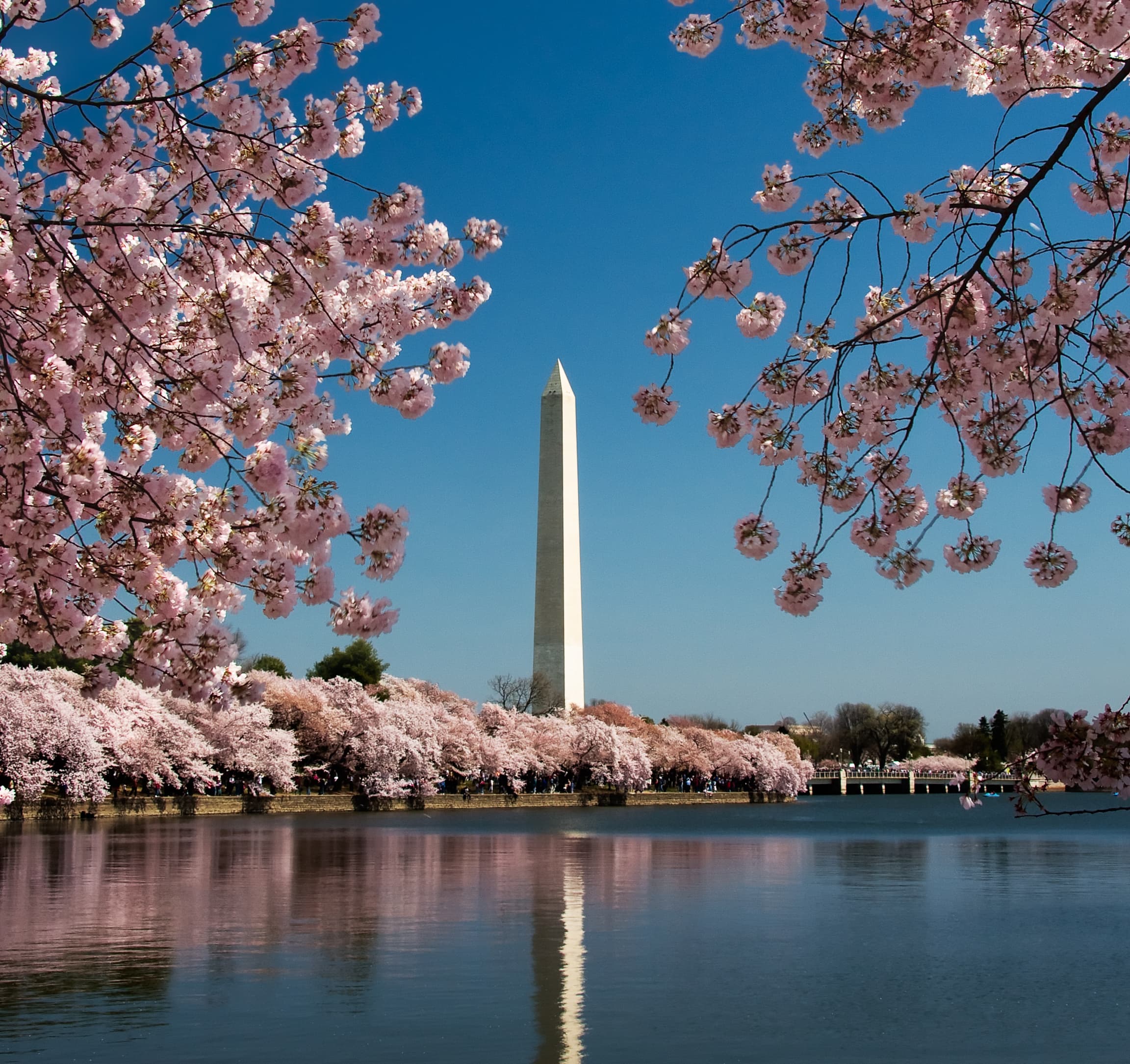 Cherry blosson season in Washington DC