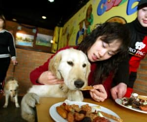 dog in restaurant