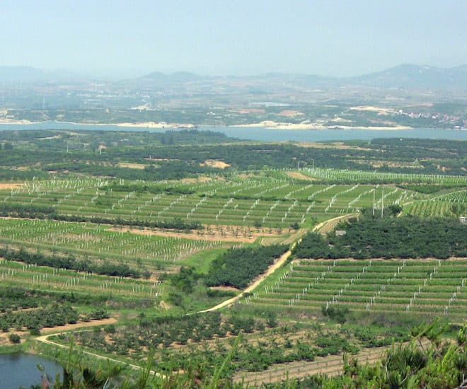 Chinese vineyard