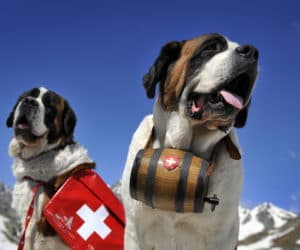Saint Bernard dogs