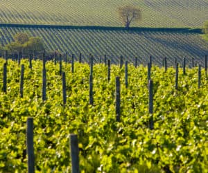 Champagne Vineyards