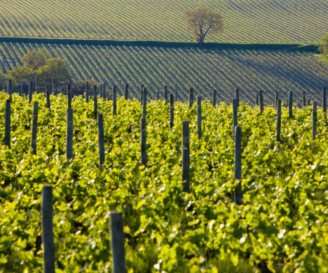 Champagne Vineyards