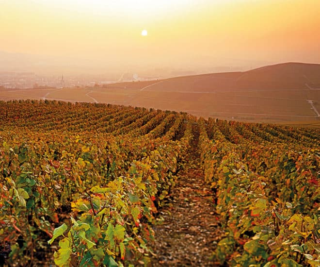 Vignoble-de-Champagne