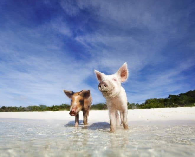 bahamas-pigs-swim