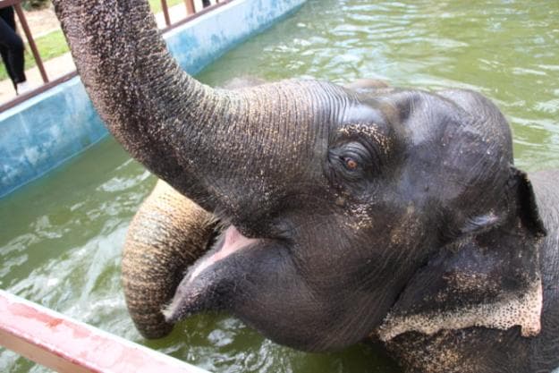 Elephants are a huge on-land attraction in Phuket; Photo: Risa Merl