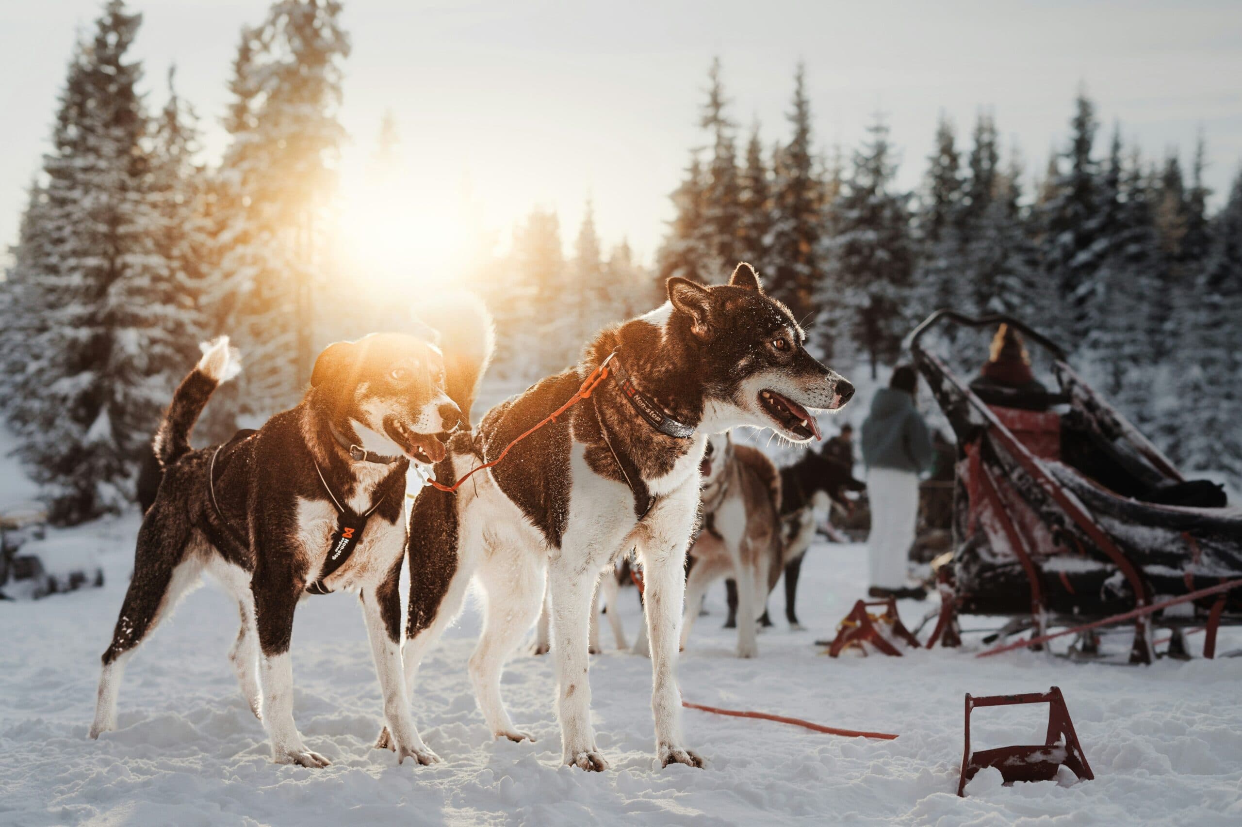 A Five-Sensory Stay at Arctic TreeHouse Hotel in Rovaniemi, Finland